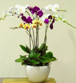 Pots Multi Colored Orchids 12