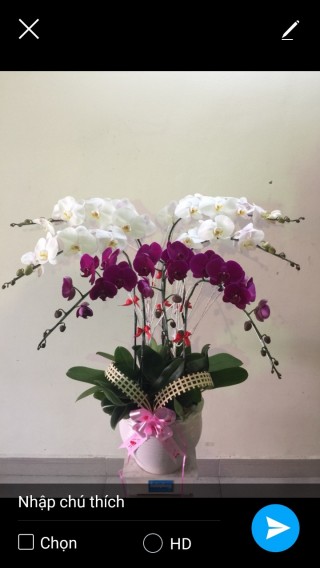 Pots Multi Colored Orchids 44