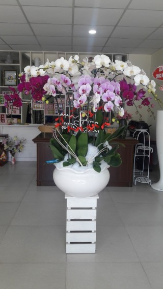 Pots Multi Colored Orchids 48