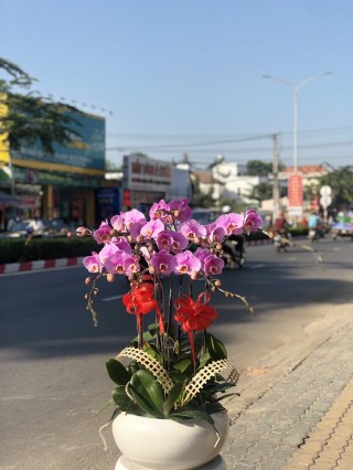 Pink Orchid Pots