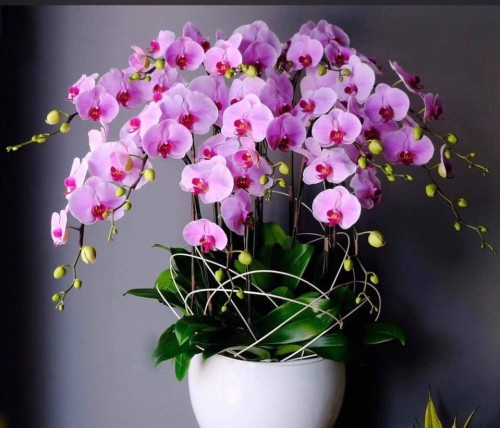 Pink Orchid Pots