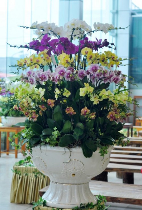Pots Multi Colored Orchids 08