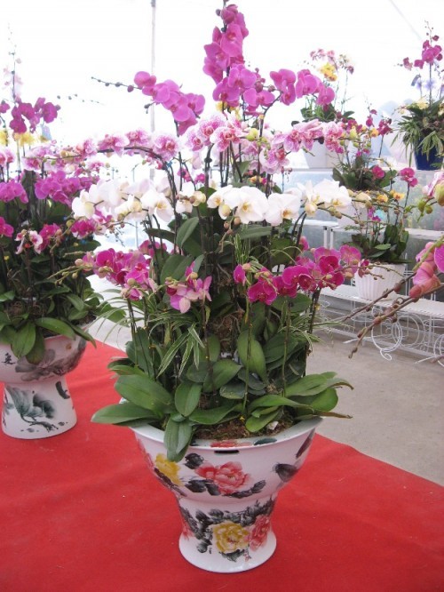 Pots Multi Colored Orchids 13