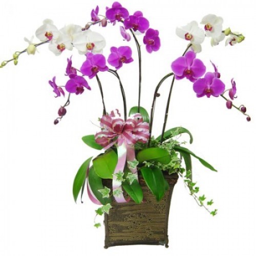Pots Multi Colored Orchids 14