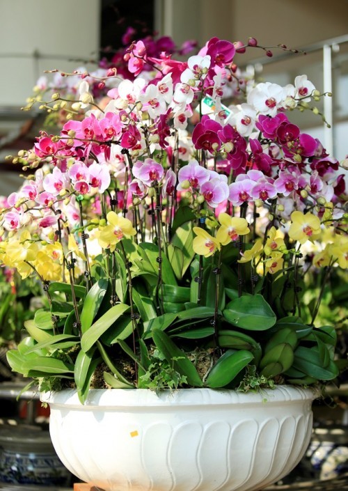 Pots Multi Colored Orchids 15