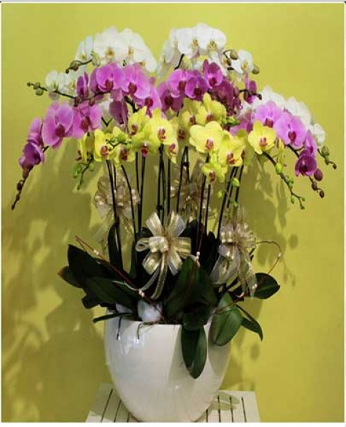 Pots Multi Colored Orchids 19