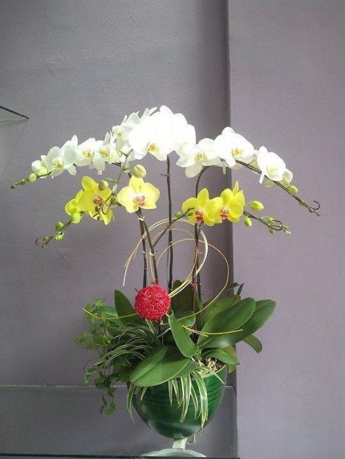 Pots Multi Colored Orchids 21