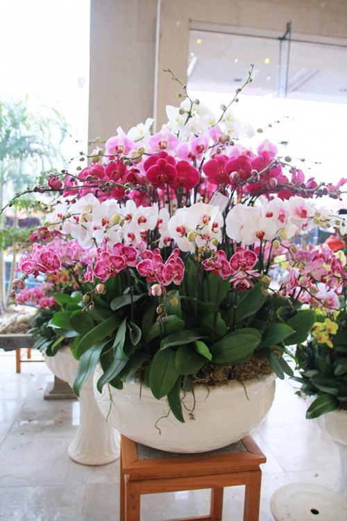 Pots Multi Colored Orchids 24