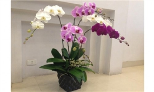 Pots Multi Colored Orchids 26