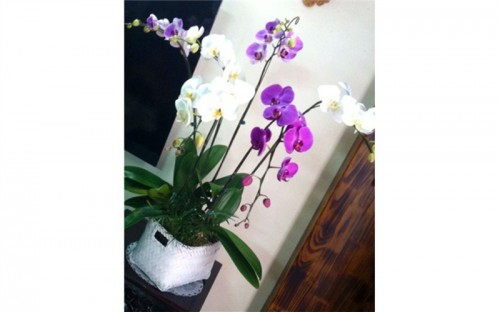Pots Multi Colored Orchids 27