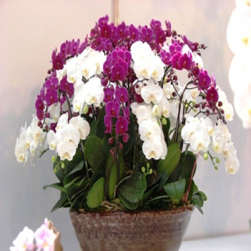 Pots Multi Colored Orchids 32