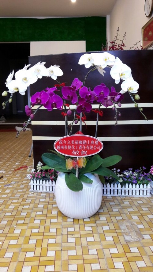 Pots Multi Colored Orchids 33