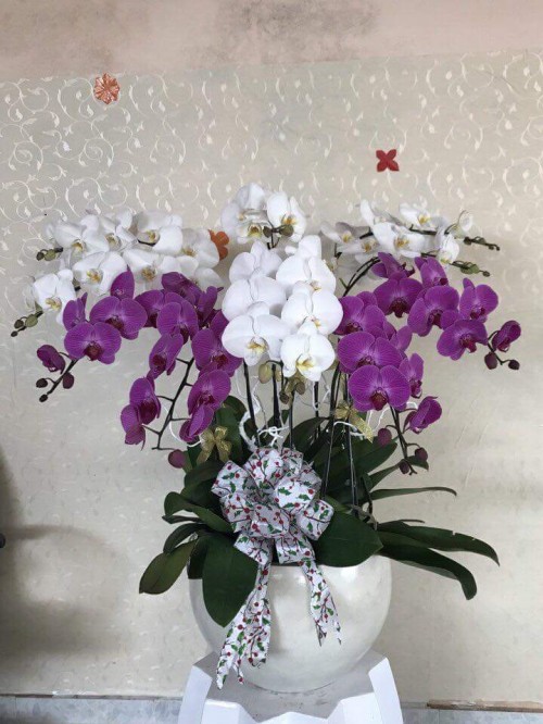 Pots Multi Colored Orchids 51