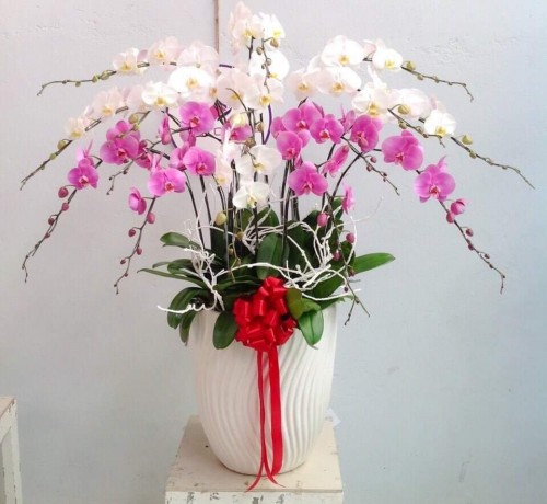 Pots Multi Colored Orchids 55