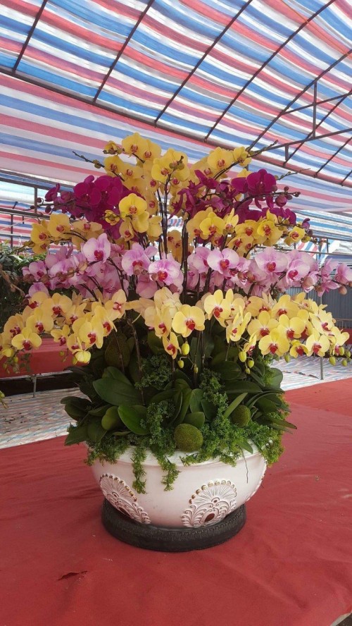 Pots Multi Colored Orchids 57