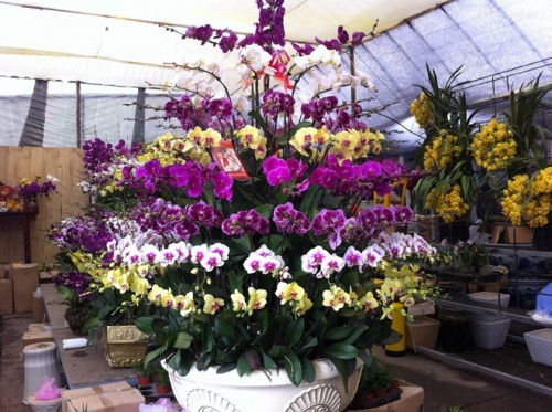 Pots Multi Colored Orchids 28