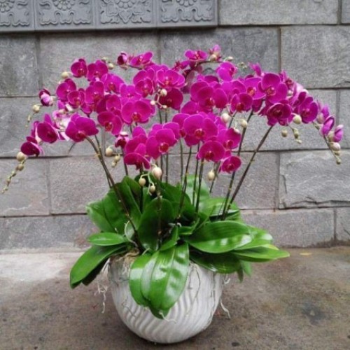 Purple Orchid Pots