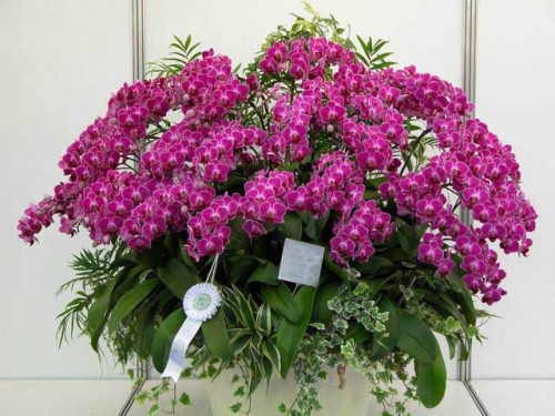Purple Orchid Pots