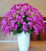 Purple Orchid Pots Binh Duong