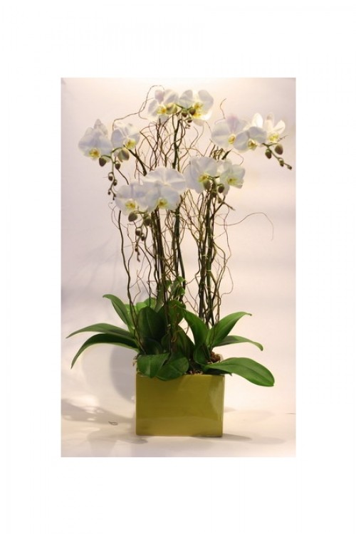 White Orchid Pots
