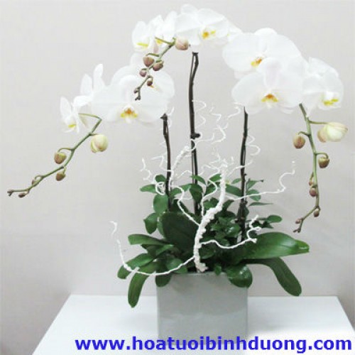 White Orchid Pots