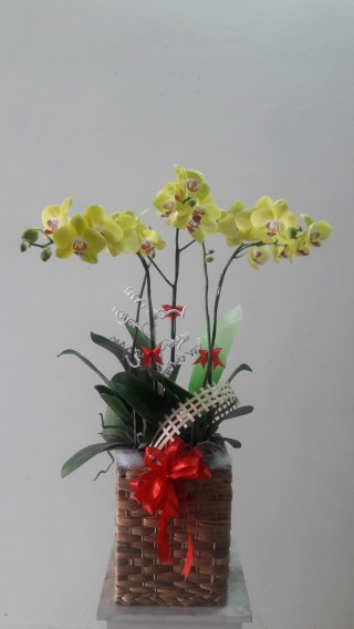 Pots Yellow Orchids