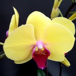 Golden Orchid Pots Binh Duong