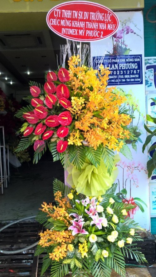 Flowers Opened In Binh Duong 04