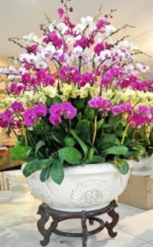 Pots Multi Colored Orchids 02