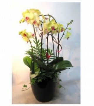 Pots Yellow Orchids