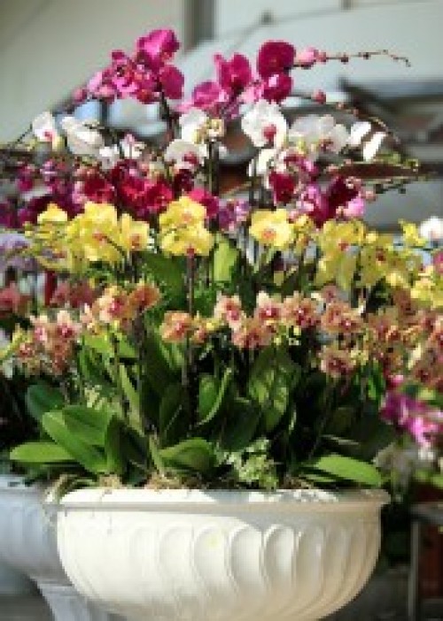 Pots Multi Colored Orchids 09
