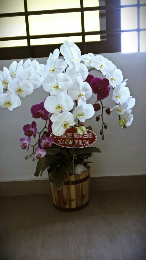 Pots Multi Colored Orchids 05