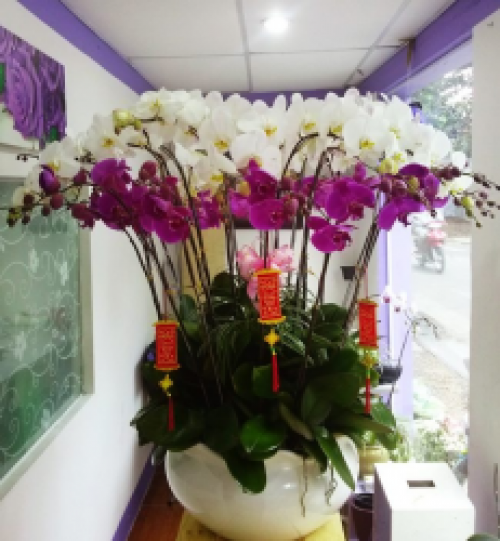 Pots Multi Colored Orchids 01